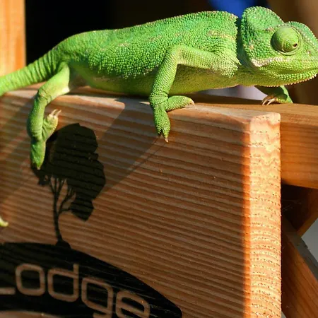 Delle Rose Camping&glamping Village